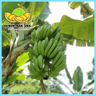Anak Benih Sulur Pokok Pisang Nangka Bebas Penyakit (ready stock)