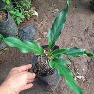 pohon anthurium gelombang cinta-tanaman anthurium gelombang cinta