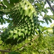 Baja buah Pokok Durian Belanda Fertilizer For Soursop Plant ⭐️⭐️⭐️⭐️⭐️