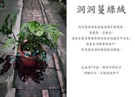 心栽花坊-洞洞蔓綠絨/7吋盆/觀葉植物/室內植物/綠化植物/售價400特價350