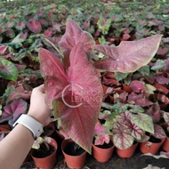 TKL - Rare Species Caladium Thai Hybrid - Part 9🌿🌿🌿🌿🌿🌿🌿🌿🌿