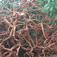 Rasamala Root Size M (5 Sticks)