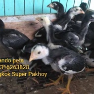 Ayam Bangkok Asli Pakhoy- Ayam Bangkok Super