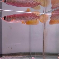 Ready Ikan Arwana Golden Red Ready