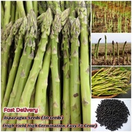 [Fast Germination] 50pcs Asparagus Seeds for Planting Heirloom NON-GMO Asparagus Seeds F1 Organic He