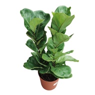 Ficus Lyrata Bambino 1-3 Stem (Fiddle-Leaf Fig) 琴叶榕Pokok Ketapang /Pokok Bunga Hidup