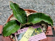 ※※蜜之鄉※※虎尾蘭-漂亮如絲(龍翼變異)-480元-裸寄