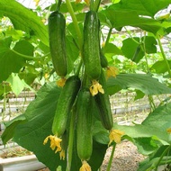 Benih Buah Timun F1 / Cucumber F1 Seeds / 水果黄瓜"15pcs