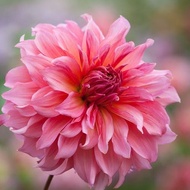 1 เหง้า/ชุุด รักเร่ Dahlia Bulb สายพันธุ์ Islander หัวรักเร่ ดอกไม้ ดอกรักเร่ เหง้า นำเข้า ยุโรป หัว