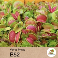 ️ Venus Flytrap "B52" – Largest Flytrap | Insect-Killing Plant | Carnivorous Plants | Tropical Weath