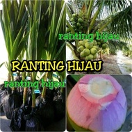 Bibit Kelapa Hijau Wulung