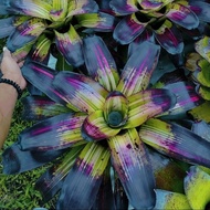 Item Rare Id Neo Ray Black Night / Bromeliad by Gha Garden House