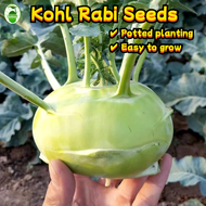 100 Seeds/pack High Yield Kohl Rabi Seeds for Sale Biji Benih Sayur Sayuran German Turnip Vegetables