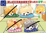 [全新有牌✨] AMUSE 豆柴三兄弟 柴犬 捲睡 坐墊 毛絨公仔 狗 掛飾 掛件 吊飾 擺設 玩具 可愛🐶