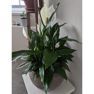 Pokok Bunga Peace Lily ( indoor and outdoor plant )
