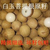 Bodhi Root Raw Seed White Jade Bodhi Seed Polishing Bead Raw Material Ring Exquisite Dice An Red Bea