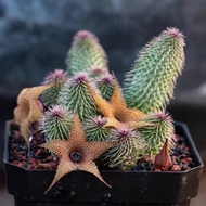 Asura Succulent Cluster Asura Cactus Radiation Protection Desktop Indoor Fun and Quirky Cactus 12P9