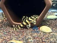 Pleco L134/Pleco/Freshwater/Leopard Frog Pleco 黄金斑马异型/异型鱼/活鱼(Sin Quan Aquaculture Enterprise)