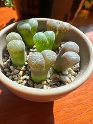肉錐—絨面大風鈴（6顆/ 8顆）連盆帶土