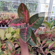 Aglaonema Adelia