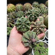 GYM CACTUS 4CM TREE
