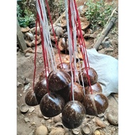 egrang batok kelapa murah, egrang batok tali tambang
