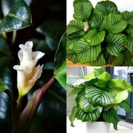 ☏【Cod】10Pcs Rare Calathea Seeds Air Freshening Plants Seeds #Sw8