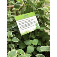 Mint Plant Garden Sign