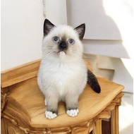 Kucing british shorthair mix himalayan
