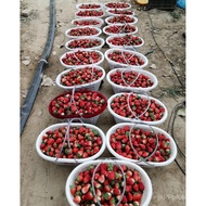 30 White Frame Fruit Frame Fruit 5kg Basket Jin Pack 15 Strawberry Grape Picking 4 Plastic Basket Co