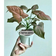 tanaman hias singonium pink - singonium - tanaman daun pink