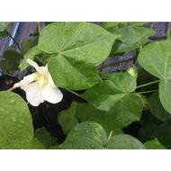MKT - Pokok Kapas Renek / Dwarf Cotton Plant / Pokok Kapas Dwarf