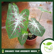 Caladium Red Plant Leafy Indoor Outdoor Plant |LIVE PLANT (PTP0343)