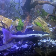 Ikan Redtail Catfish RTC 12-15 cm