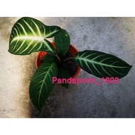 CALADIUM LINDENII 乳脈千年芋 / ANGEL'S WING XANTHOSOMA LINDENII / CALADIUM ZEBRA POKOK [RRADY STOCK]