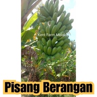 Fresh 2kg Pisang Berangan / Banana Berangan (Ready Stock)