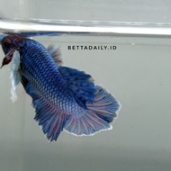 cupang plakat dumbo ear blue