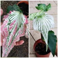 Caladium Thai Beauty Pink or White. Caladium Strawberry.  Keladi Valentine. Keladi Viral.