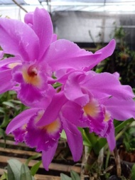 ANGGREK CATTLEYA MANTINI DEWASA (150k)