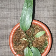 anthurium pendulifolium / anthurium selendang