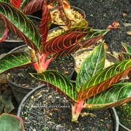 Aglonema Red Sumatera | Aglaonema Red Sumatra | Tanaman Pot Aglonema S