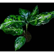Sindo - Aglaonema Pictum Tricolor Live Plant VF4QVMWM98