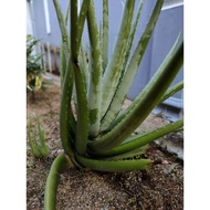 POKOK LIDAH BUAYA HOMEMDE