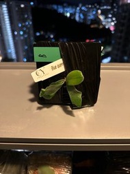 藍皇后x豐收月 鹿角蕨 孢子苖