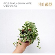  Ficus Pumila Sunny White Creeping Plant with Pot Flower and Leaf Women's Clothing内裤/
