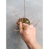 sundew/drosera binata var. multifida