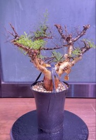 索馬里羽葉沒藥 Commiphora sp pinnate leaves #索馬里羽葉沒藥 #Commiphorasppinnateleaves #索馬里