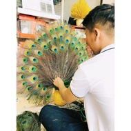 Vip peacock feather flower with big eyes 6-7cm. height 90cm-1m