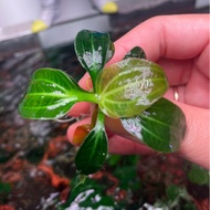 Betel 09 5 leaves or more - Betel iguazu 09 lowers water) - super good NO3 suction for shrimp tanks,