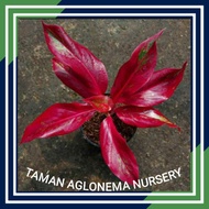 SIAM AURORA/RED ANJA/RED seeds ANJAMANI/AGLONEMA/AGLAONEMA(It's a seed, not a plant!)